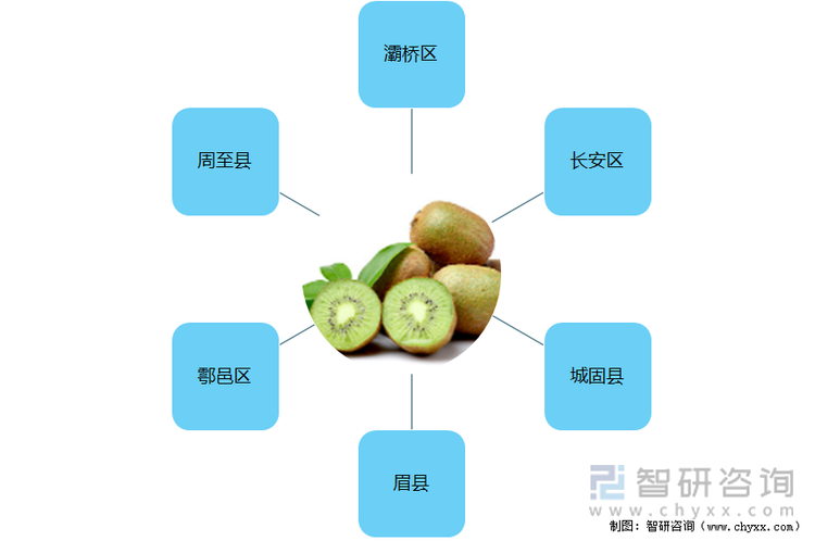 陕西猕猴桃基地县