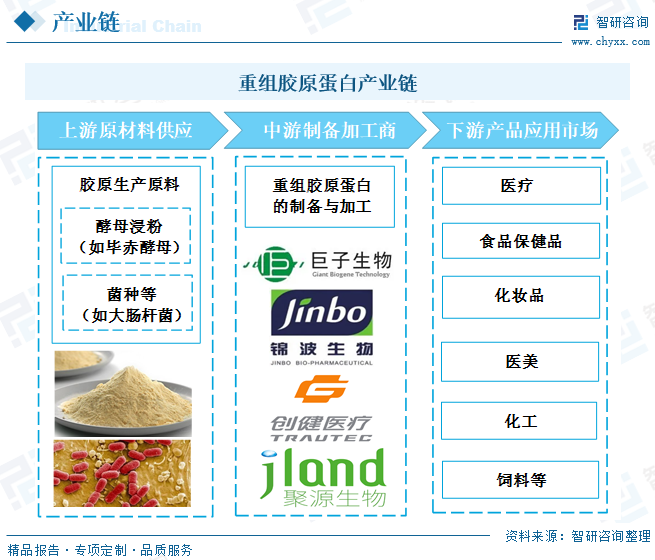 从产业链角度来看，重组胶原蛋白产业链上游为胶原生产原料供应商，其中重组胶原蛋白的原料主要来自微生物发酵企业所生产的毕赤酵母和大肠杆菌等菌种。中游为重组胶原蛋白的制备与加工，其中重组胶原蛋白厂商的生产设备等固定成本较高，原材料等可变成本较低，同时中游厂商的收益较高。下游为重组胶原蛋白产品的终端应用，涉及医疗健康、皮肤护理、食品等领域。