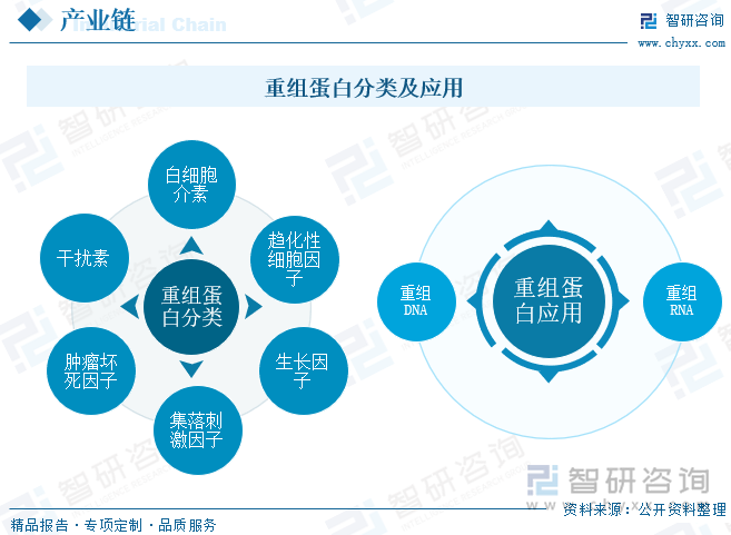 重组蛋白是应用基因重组技术，将能翻译成目的蛋白的DNA/RNA基因片段插转入可以表达目的蛋白的宿主细胞中，从而获得重组载体。重组蛋白的产生是应用了重组DNA或重组RNA的技术从而获得的蛋白质。体外重组蛋白的生产主要包括四大系统：原核蛋白表达，哺乳动物细胞蛋白表达，酵母蛋白表达及昆虫细胞蛋白表达。生产的蛋白在活性和应用方法方面均有所不同。根据自身的下游运用选择合适的蛋白表达系统，提高表达成功率。重组蛋白的产生尚可利用转基因动物的乳腺或者植物产生，产生的重组蛋白作为生物制药的产物，在医学中作用显著。利用基因工程技术，可以使细胞或者动物本身变成"批量生产药物的工厂。按照功能不同，重组蛋白可以分为白细胞介素、干扰素、肿瘤坏死因子、集落刺激因子、生长因子、趋化性细胞因子。重组蛋白主要是重组DNA和RNA。