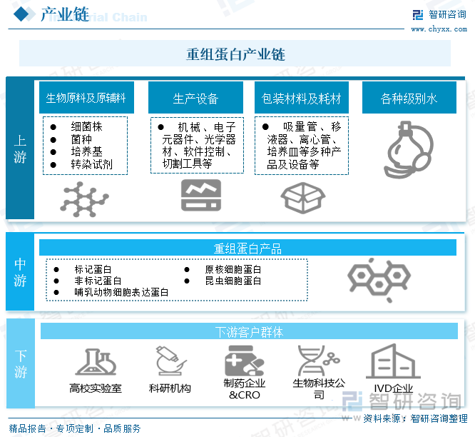 重组蛋白的产业链上游为生物原材料、生产设备、包装材料以及各种级别水，中游则是重组蛋白产品，包括标记蛋白、非标记蛋白、哺乳动物细胞表达蛋白等，产业链下游为客户群体，主要分为两大类：一类是以生命科学基础研究为导向的科研机构或高校实验室，另一类则是工业用户，包含以研发为核心的制药企业、疫苗生产企业以及为医院、体检中心、独立实验室、血站、疾控中心等提供体外诊断试剂的生产商。