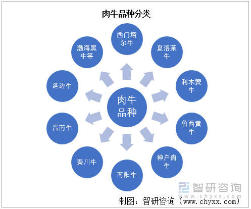肉牛品种分类