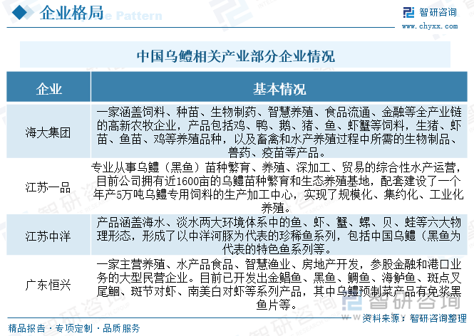 经过多年的培育发展，国内水源丰富的地区基本都规划建设了规模较大的乌鳢养殖基地。例如，珠三角地区是传统的乌鳢养殖地区；长三角地区的杭州市余杭区作为浙江省最大的黑鱼（乌鳢）养殖基地之一；山东省济宁市微山县的鲁桥镇，素有“中国乌鳢之乡”之称，整体乌鳢分布较为广泛，加之行业上游苗种以野生捕捞为主，养殖以中小渔户为主，整体市场集中度较低，主要企业而言，目前国内乌鳢产业主要企业有海大集团、江苏一品、江苏中洋和广东恒兴等企业。