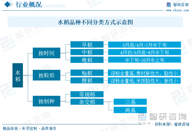 水稻品种不同分类方式示意图